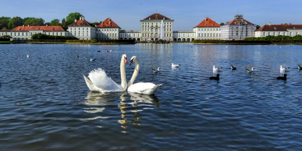 A pair of white swans on a lake in Nymphenburg