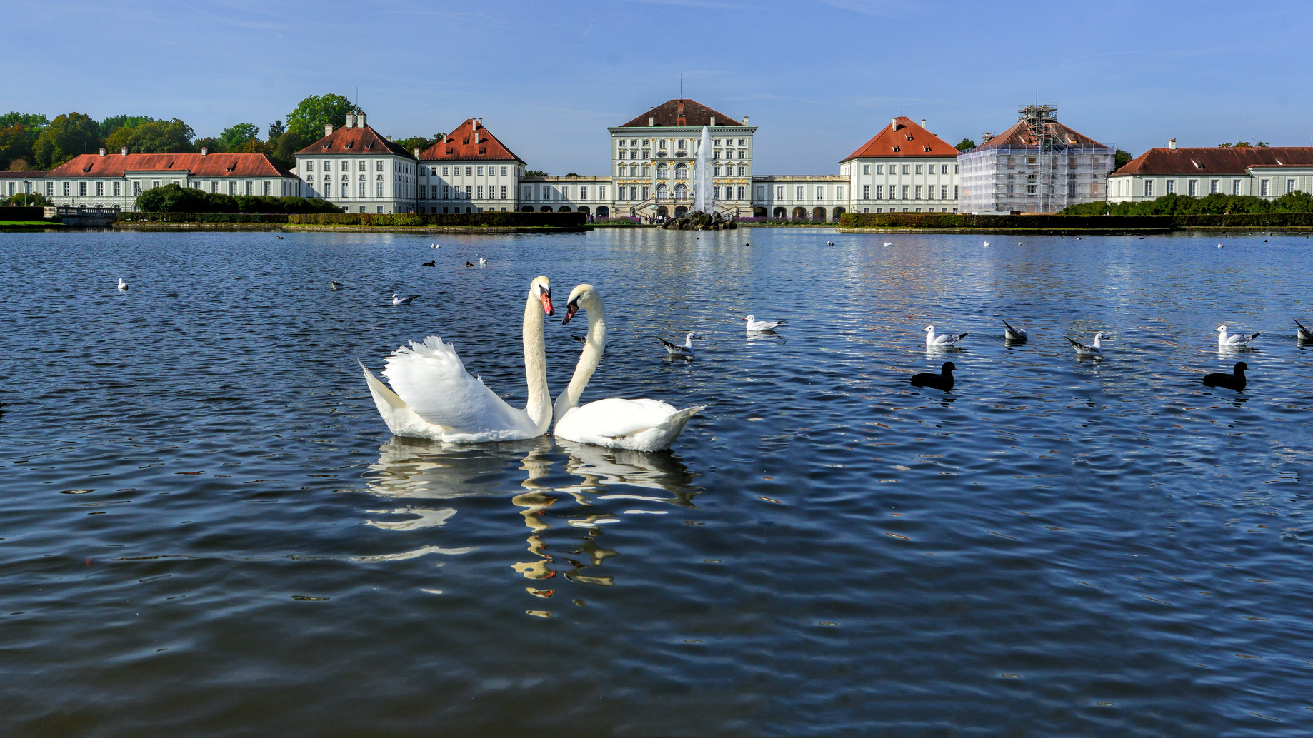 A pair of white swans on a lake in Nymphenburg